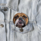 イングリッシュブルドッグ装飾用クッション 缶バッジ (インサイチュ)