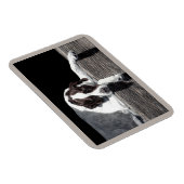 イングリッシュポインターマグネット – "Sophie" マグネット (右側)