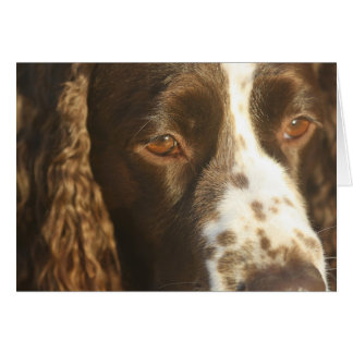 イングリッシュ・スプリンガー・スパニエル犬のカスタム内側メッセージ