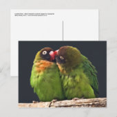 インコのキス ポストカード (正面/裏面)