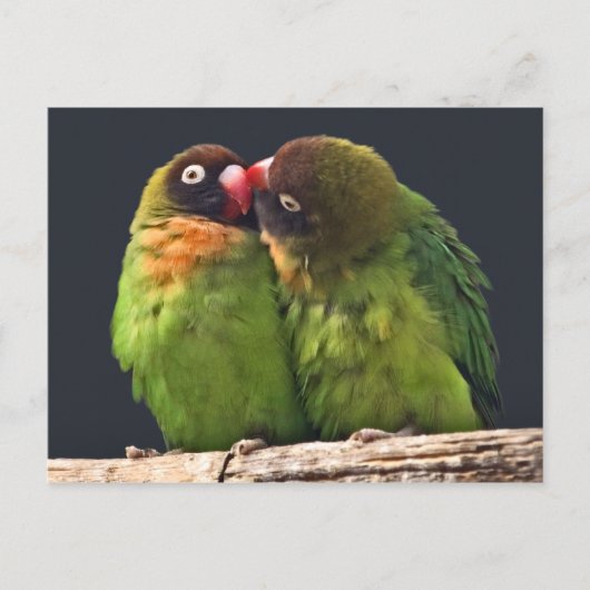 インコのキス ポストカード (正面)