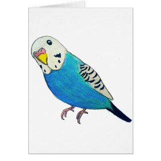 インコの絵