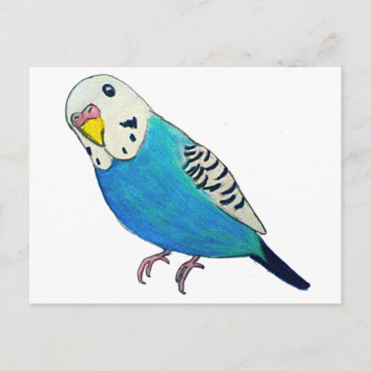 インコの絵 ポストカード (正面)