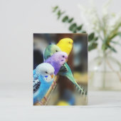 インコの郵便はがき ポストカード (スタンド正面)