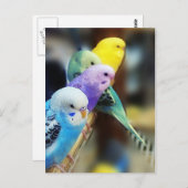 インコの郵便はがき ポストカード (正面/裏面)