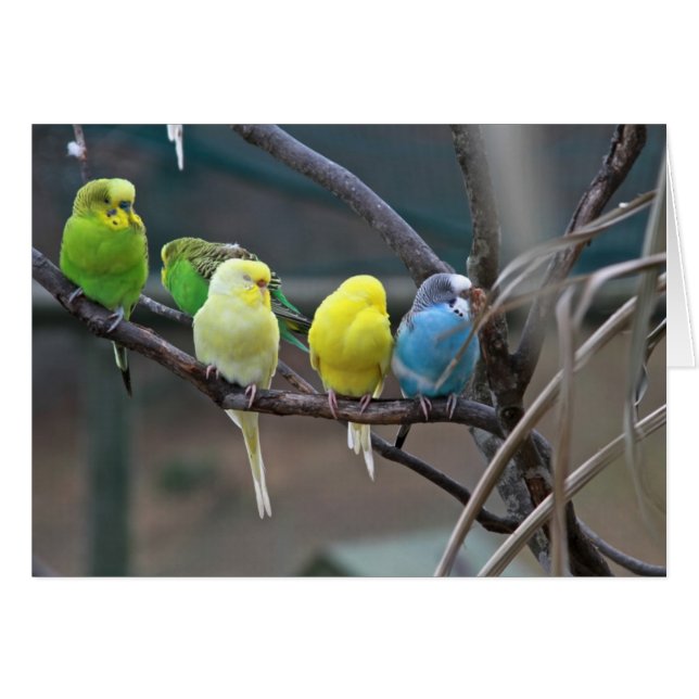 インコのBudgies |の鳥の写真 (正面横)