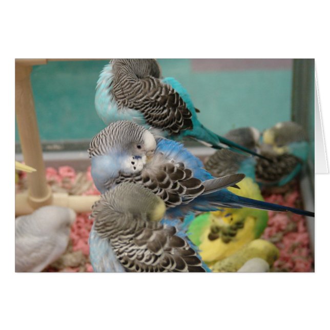 インコ (正面横)