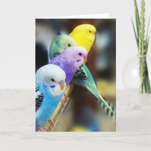 インコ カード