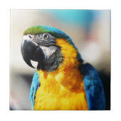 インコ タイル (正面)