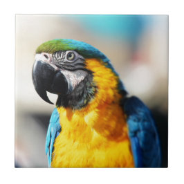 インコ タイル