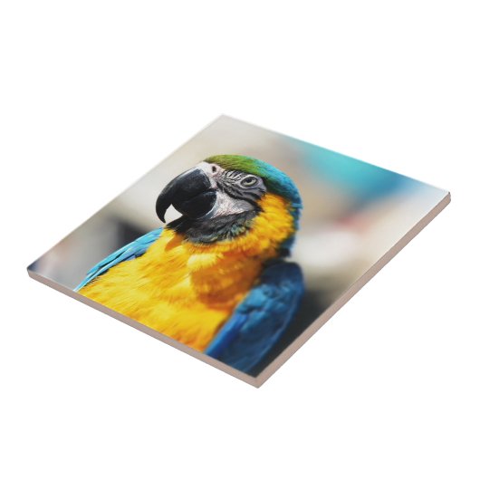インコ タイル (側面)