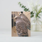 インコ ポストカード (スタンド正面)