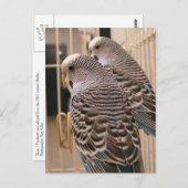 インコ ポストカード (正面/裏面)