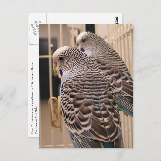 インコ ポストカード (正面/裏面)