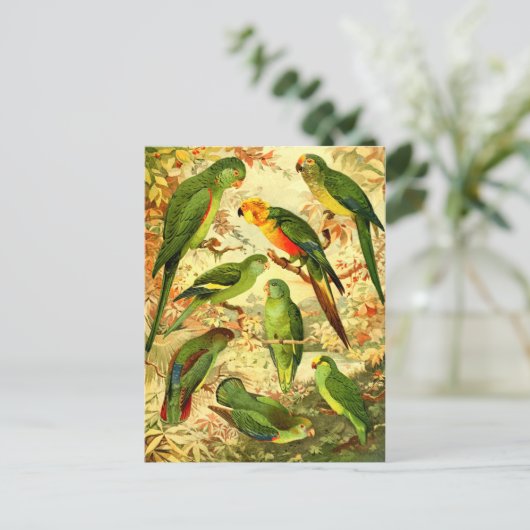 インコ ポストカード (スタンド正面)