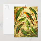 インコ ポストカード (正面/裏面)