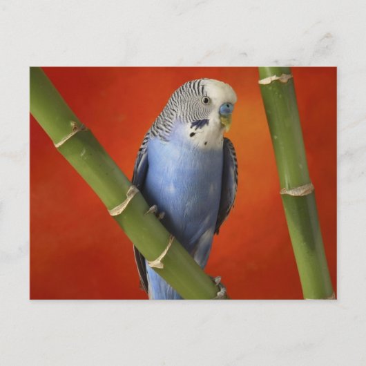 インコ ポストカード (正面)