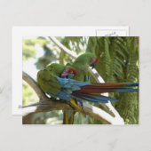 インコ ポストカード (正面/裏面)