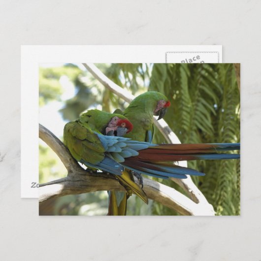 インコ ポストカード (正面/裏面)