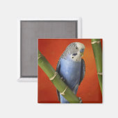 インコ マグネット (正面/裏面)