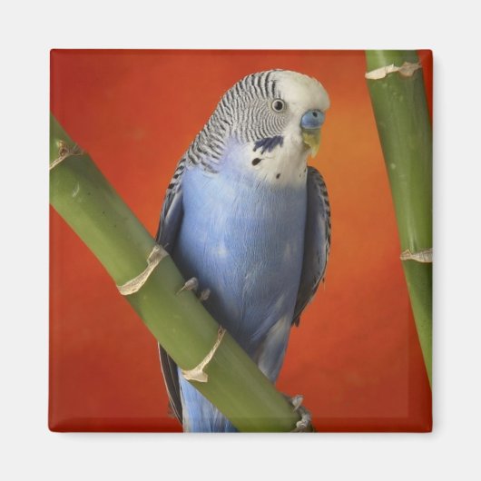 インコ マグネット (正面)