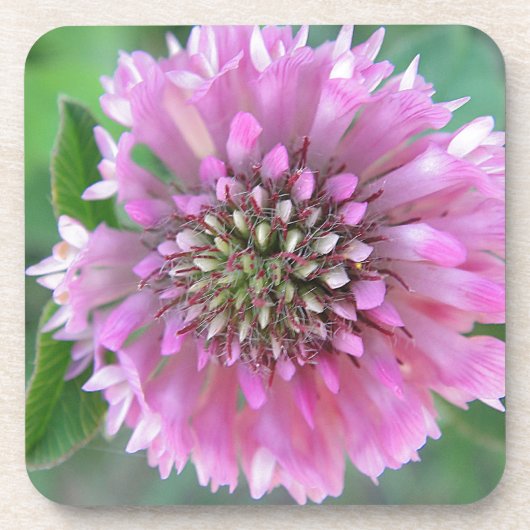 インジガルティゲローザブリュテ コースター (正面)