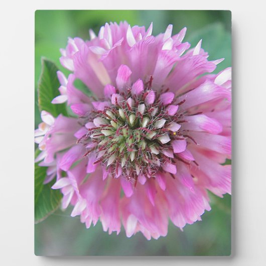 インジガルティゲローザブリュテ フォトプラーク (正面)