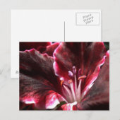 インスパイアGeraniumはがき ポストカード (正面/裏面)