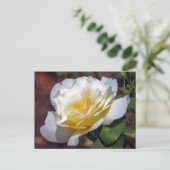 インスピレーション開花はがき ポストカード (スタンド正面)