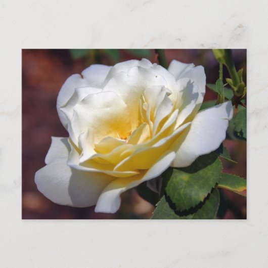 インスピレーション開花はがき ポストカード (正面)