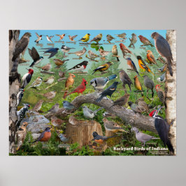 インディアナの裏庭の鳥 ポスター