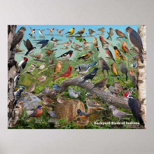 インディアナの裏庭の鳥 ポスター (正面)