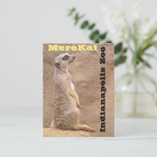インディアナポリス動物園のミーアカット ポストカード (スタンド正面)