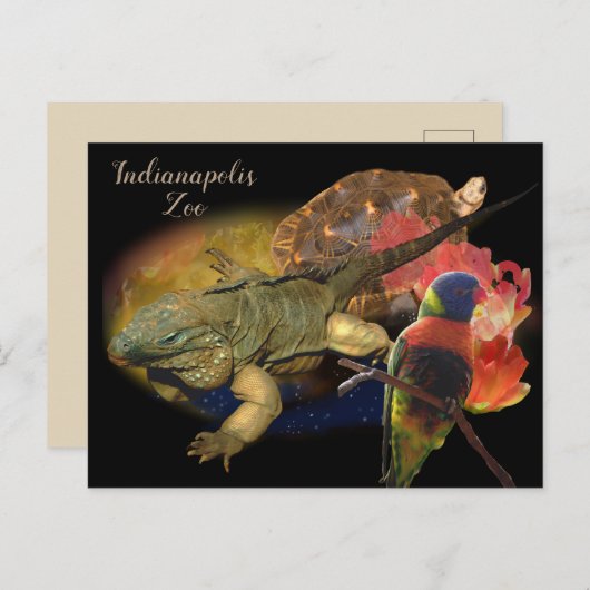 インディアナポリス動物園の爬虫類と鳥 ポストカード (正面/裏面)