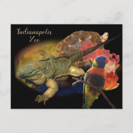 インディアナポリス動物園の爬虫類と鳥 ポストカード