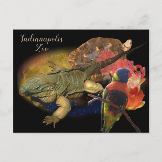 インディアナポリス動物園の爬虫類と鳥 ポストカード (正面)