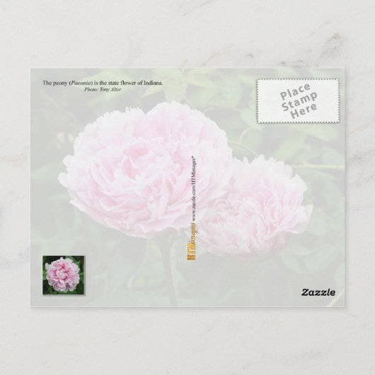 インディアナ州の花：牡丹 ポストカード (裏面)