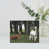 インディアナ州の2つのラマ ポストカード (スタンド正面)