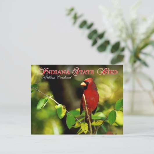 インディアナ州バードノーザン（鳥）ショウジョウコウカンチョウ ポストカード (スタンド正面)