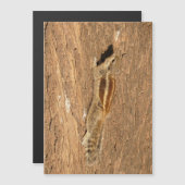 インディアンのパームリスの木の幹 (正面/裏面)