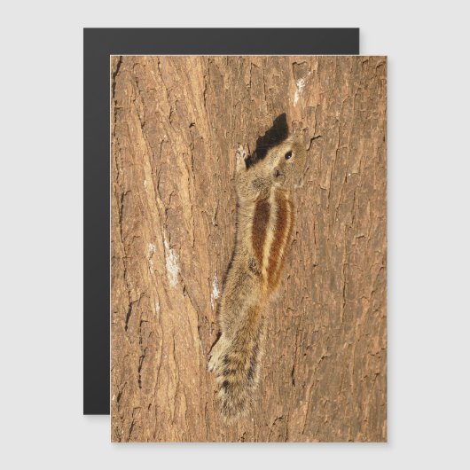 インディアンのパームリスの木の幹 (正面/裏面)