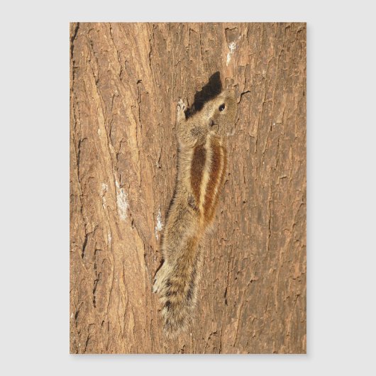 インディアンのパームリスの木の幹 (正面)