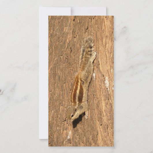 インディアンのパームリスの木の幹 (正面)