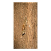 インディアンのパームリスの木の幹 フォトプリント            (正面)