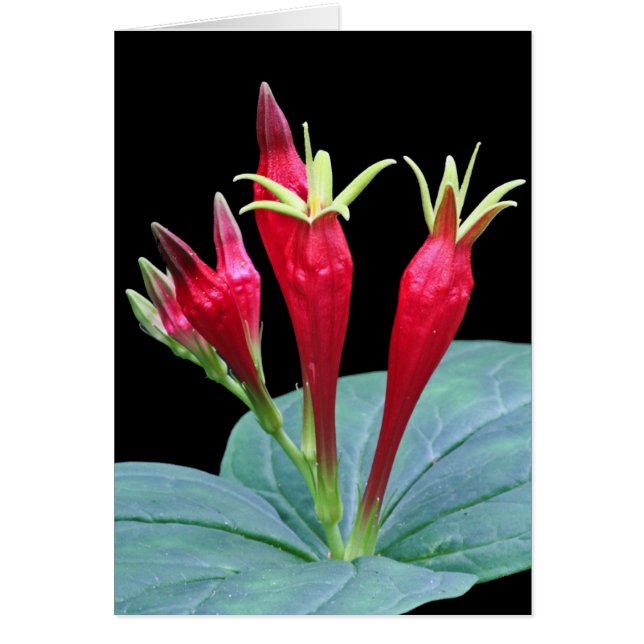 インディアンのピンク (正面)