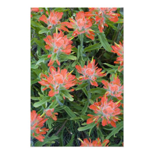 インディアンのペイントブラシのワイルドフラワーの多く フォトプリント            (正面)