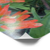 インディアンのペイントブラシのワイルドフラワーの多く フォトプリント            (角)