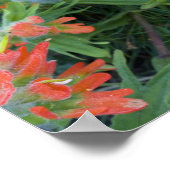 インディアンのペイントブラシのワイルドフラワーの多く ポスター (角)