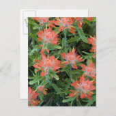 インディアンのペイントブラシのワイルドフラワーの多く ポストカード (正面/裏面)