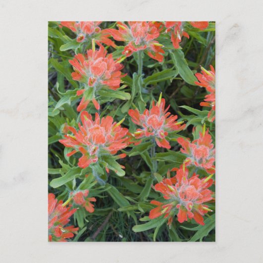インディアンのペイントブラシのワイルドフラワーの多く ポストカード (正面)